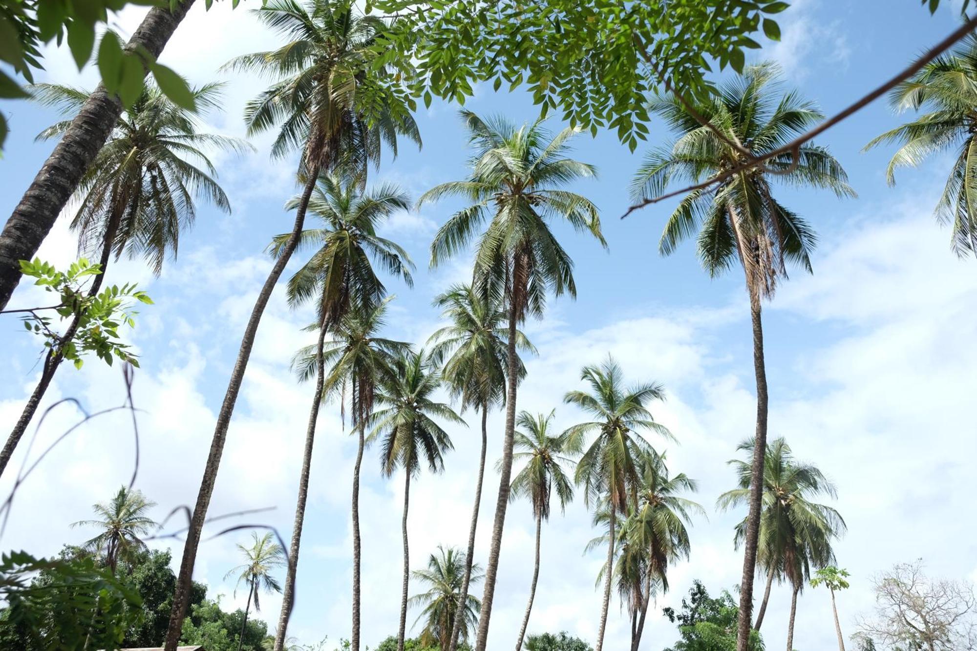 Centre Touristique Et Culturel Casamance Guest House Diakene Ouolof ภายนอก รูปภาพ